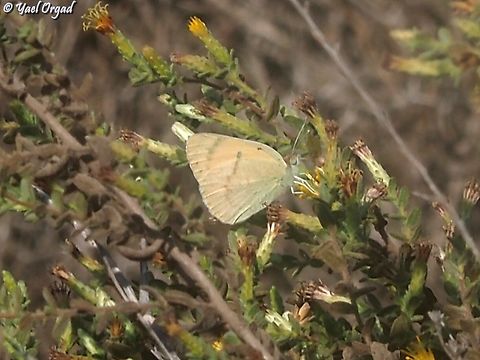 Colotis fausta  Colotis fausta,Fall,Geotagged,Israel,Large Salmon Arab