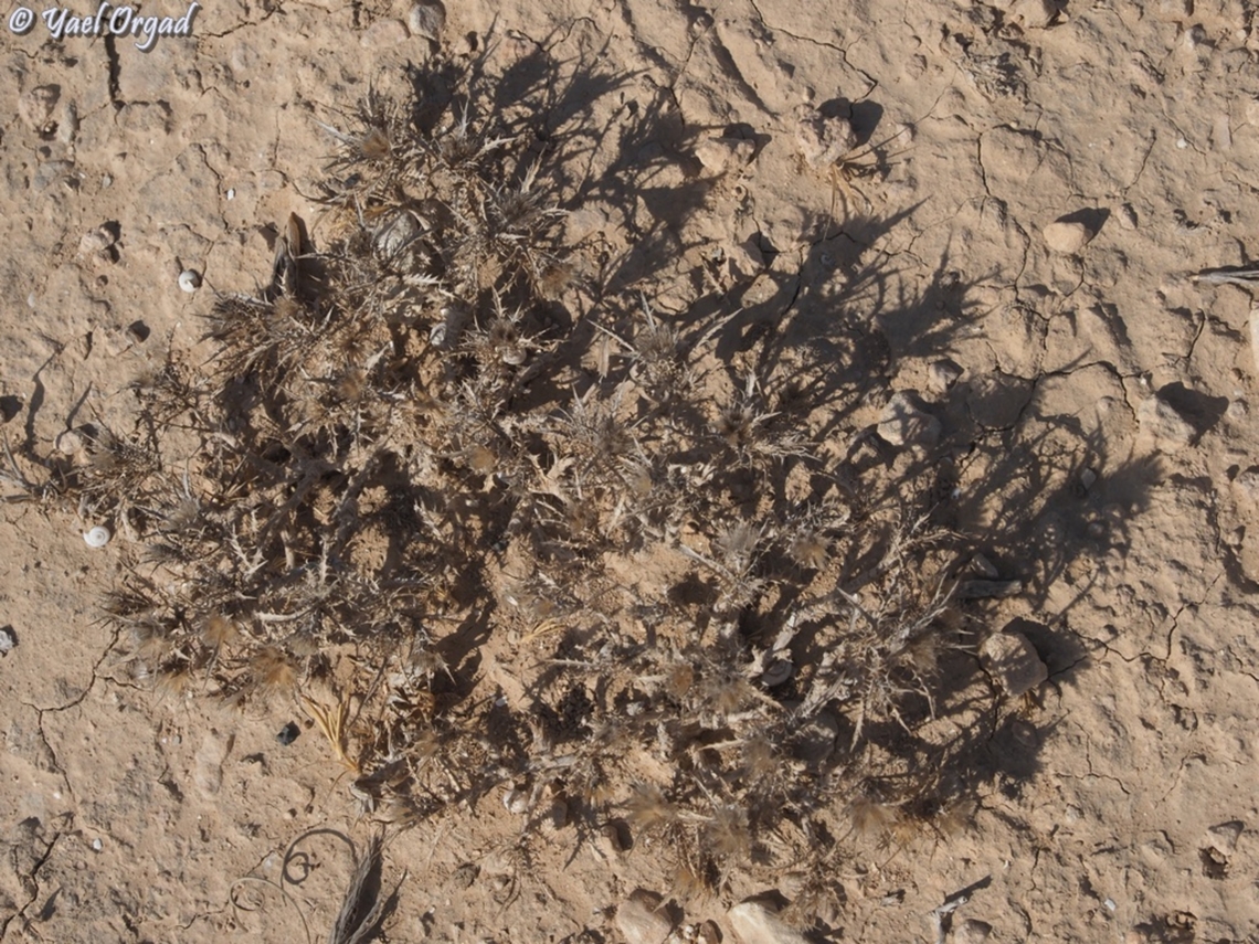 Atractylis serratuloides  Atractylis serratuloides,Fall,Geotagged,Israel