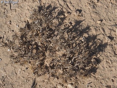 Atractylis serratuloides  Atractylis serratuloides,Fall,Geotagged,Israel