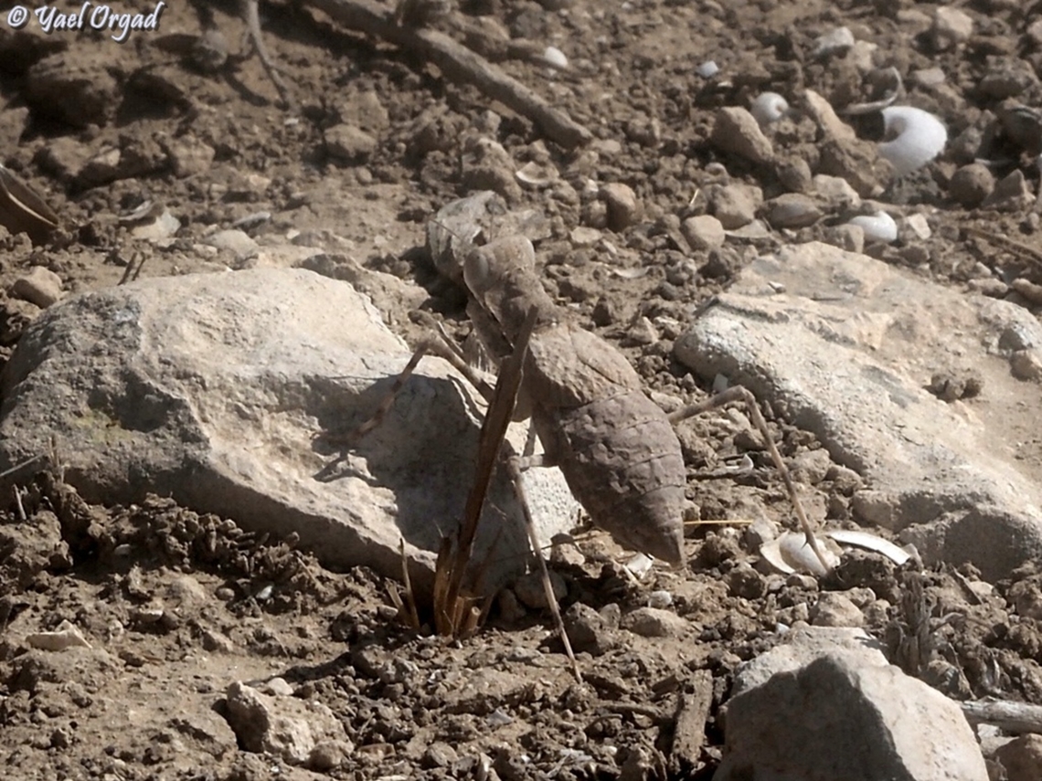 Eremiaphila brunneri  Eremiaphila brunneri,Fall,Geotagged,Israel