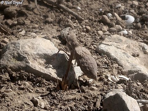 Eremiaphila brunneri  Eremiaphila brunneri,Fall,Geotagged,Israel