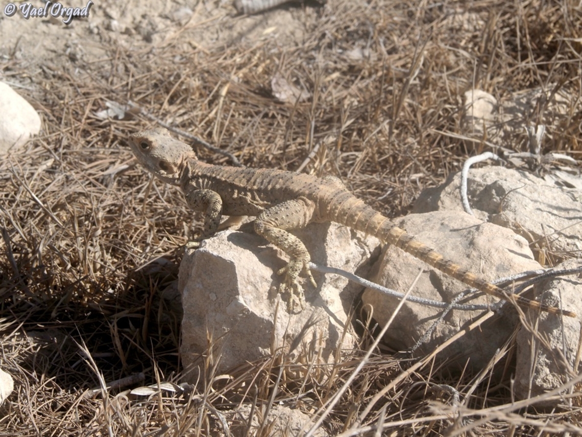 Laudakia stellio  Fall,Geotagged,Israel,Laudakia stellio,Stellion