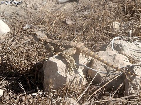 Laudakia stellio  Fall,Geotagged,Israel,Laudakia stellio,Stellion