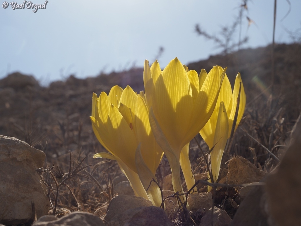 Sternbergia clusiana  Fall,Geotagged,Israel,Sternbergia clusiana