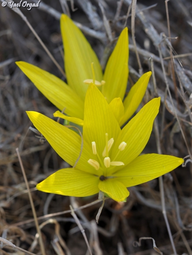 Sternbergia clusiana  Fall,Geotagged,Israel,Sternbergia clusiana
