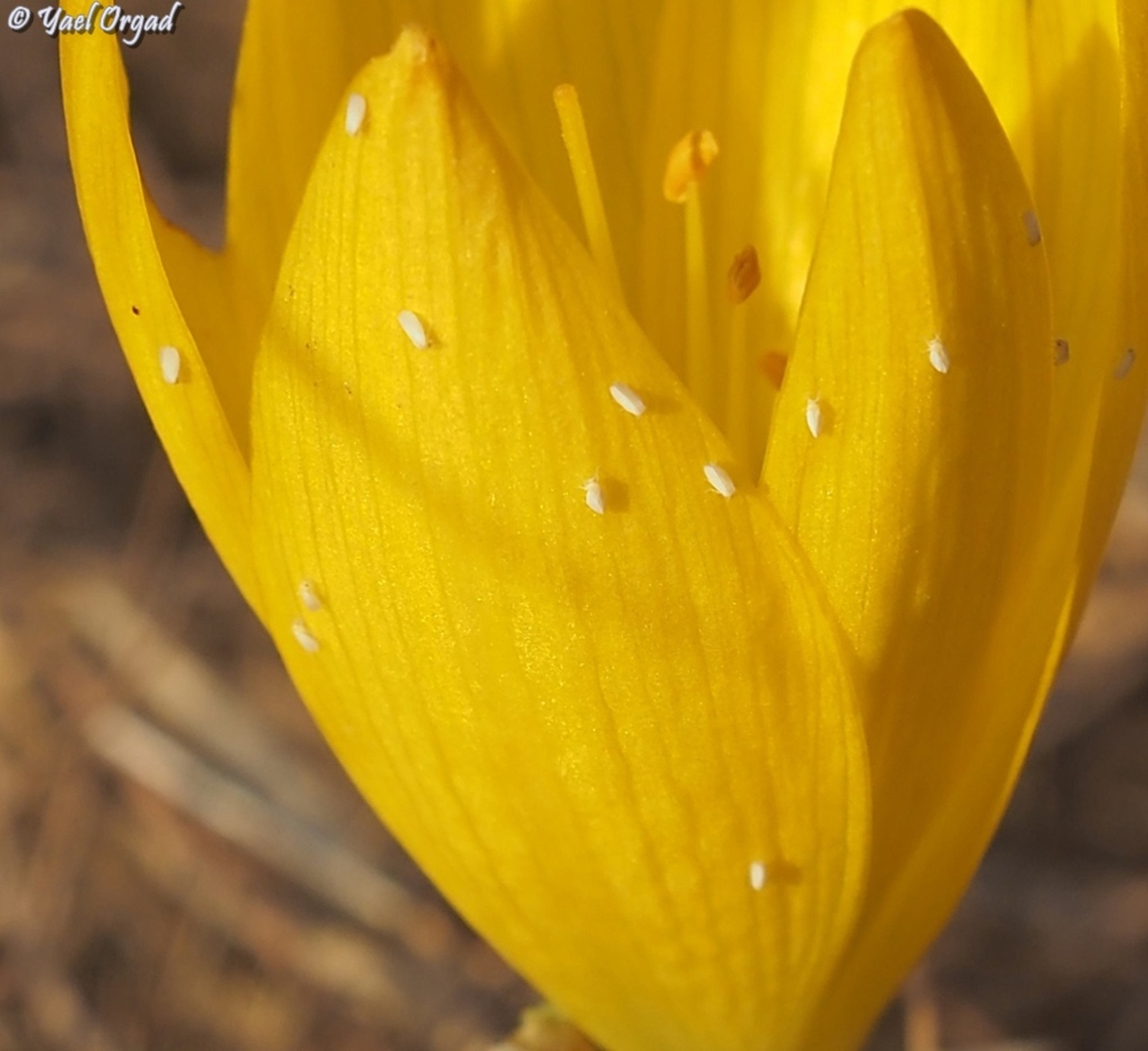 Whiteflies on Sternbergia clusiana these Whiteflies are insects of the Aleyrodidae family, Hemiptera order. <br />
I took the picture of the Sternbergia, but only at home I noticed the small insects... <br />
 Fall,Geotagged,Israel