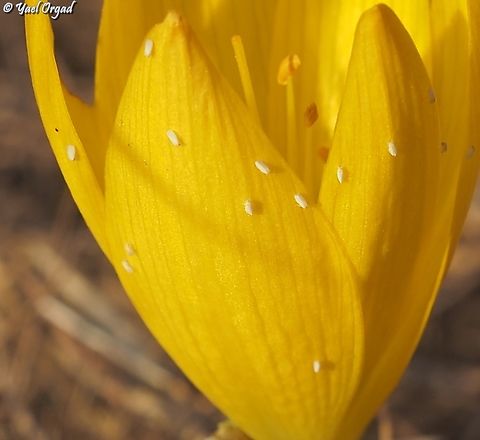 Whiteflies on Sternbergia clusiana these Whiteflies are insects of the Aleyrodidae family, Hemiptera order. 
I took the picture of the Sternbergia, but only at home I noticed the small insects... 
 Fall,Geotagged,Israel