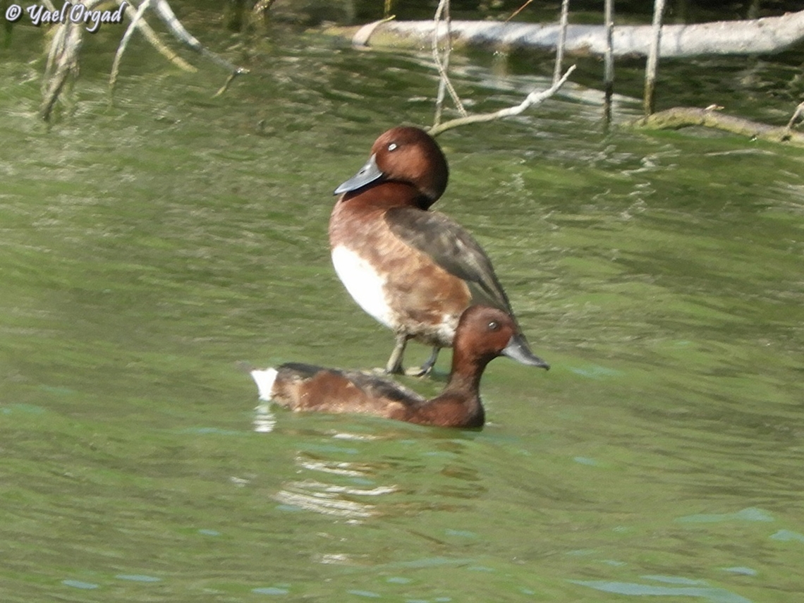 Aythya nyroca  Aythya nyroca,Fall,Ferruginous duck,Geotagged,Israel