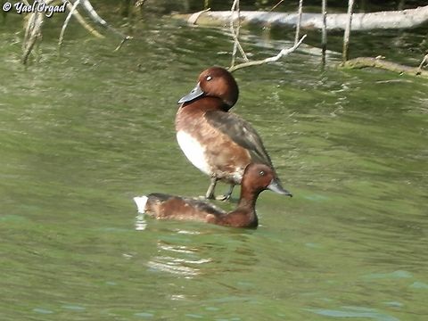 Aythya nyroca  Aythya nyroca,Fall,Ferruginous duck,Geotagged,Israel