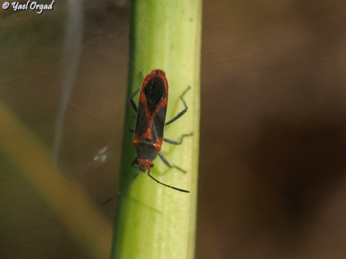 Caenocoris nerii  Caenocoris nerii,Fall,Geotagged,Israel,Oleander seedbug