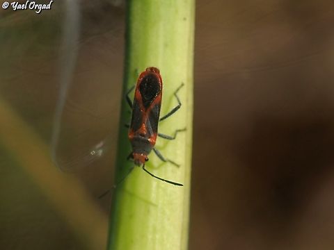 Caenocoris nerii  Caenocoris nerii,Fall,Geotagged,Israel,Oleander seedbug