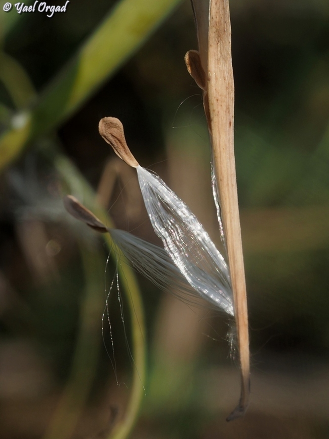 Cynanchum acutum - seed  Cynanchum acutum,Fall,Geotagged,Israel,Stranglewort