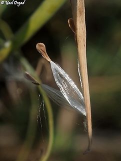 Cynanchum acutum - seed  Cynanchum acutum,Fall,Geotagged,Israel,Stranglewort