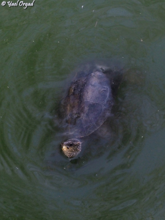 Mauremys rivulata  Balkan pond turtle,Fall,Geotagged,Israel,Mauremys rivulata
