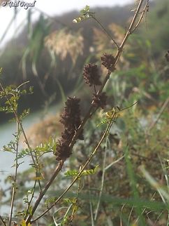 Glycyrrhiza echinata  Fall,Geotagged,German Liquorice,Glycyrrhiza echinata,Israel
