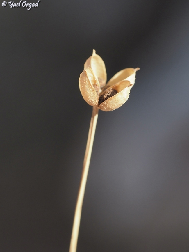 Garidella unguicularis  Fall,Garidella unguicularis,Geotagged