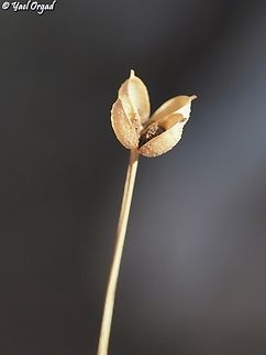 Garidella unguicularis  Fall,Garidella unguicularis,Geotagged