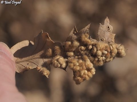 Dryomyia circinans a gall-producing insect, IDed by Prof. Neta Dorchin of Tel Aviv University.  Dryomyia circinans