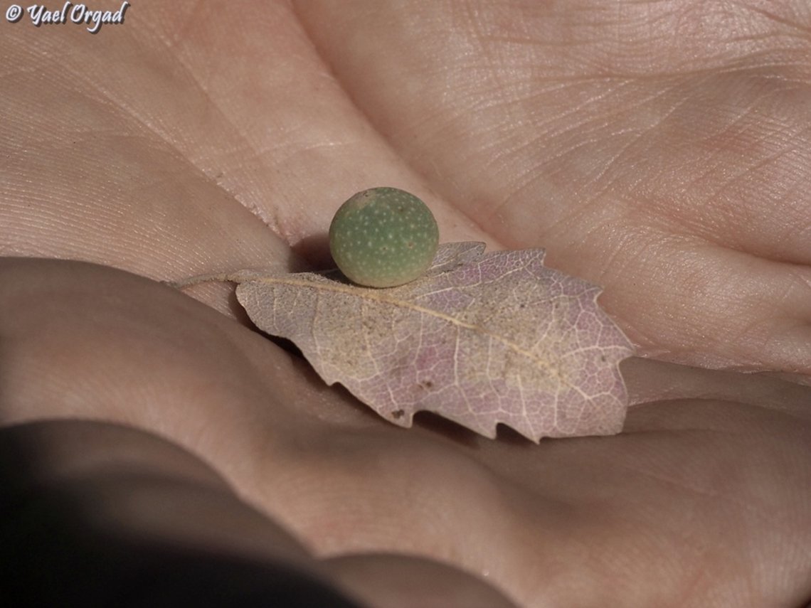 Neuroterus quercusbaccarum  Common spangle gall wasp,Fall,Geotagged,Neuroterus quercusbaccarum