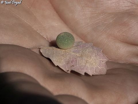 Neuroterus quercusbaccarum  Common spangle gall wasp,Fall,Geotagged,Neuroterus quercusbaccarum