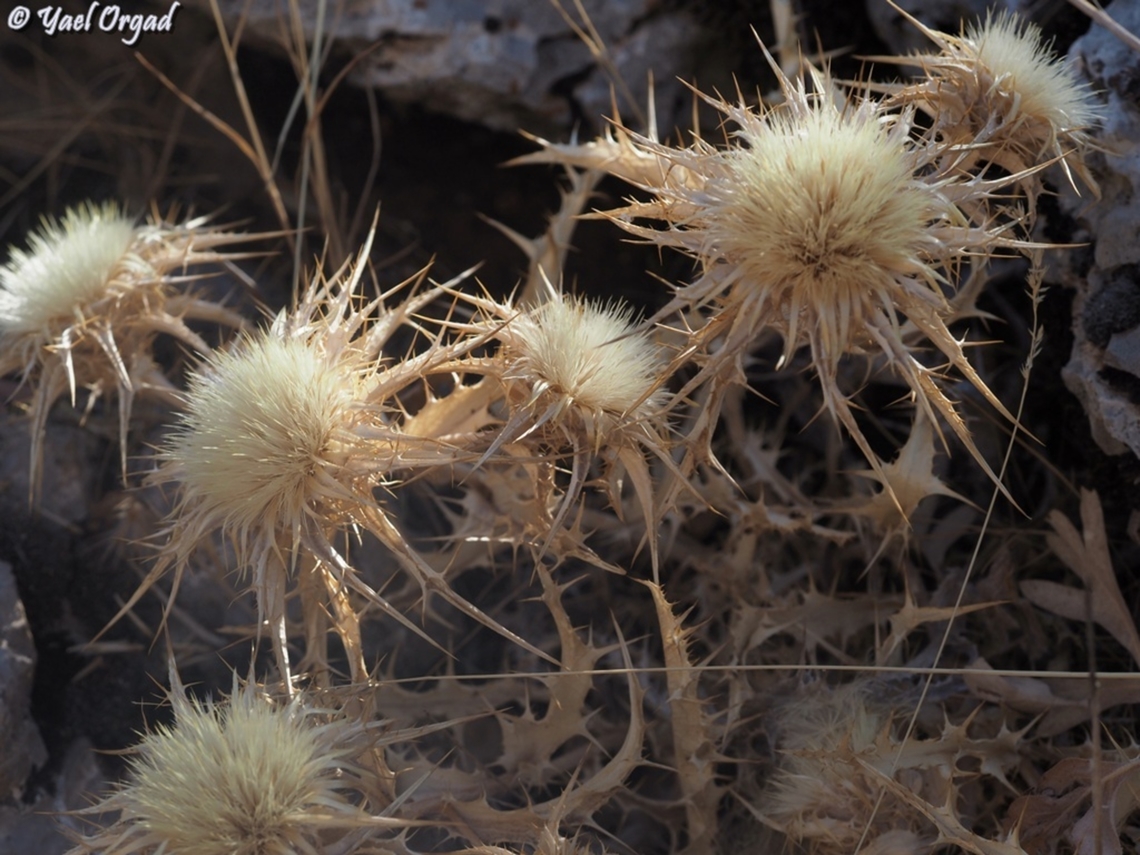 Carlina frigida  Carlina frigida,Fall,Geotagged