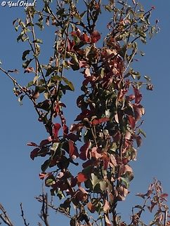 fall colors of Prunus ursina  Bears plum,Fall,Geotagged,Prunus ursina