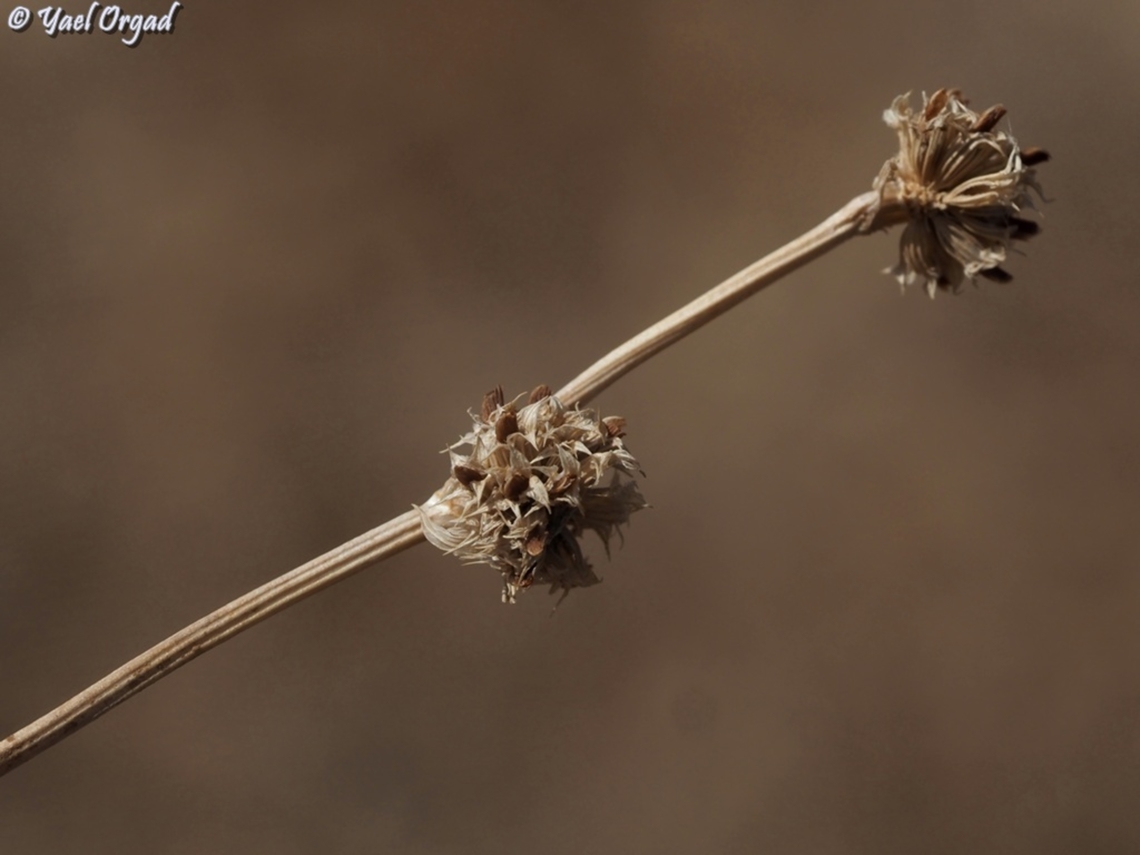 Trifolium glomeratum  Trifolium glomeratum
