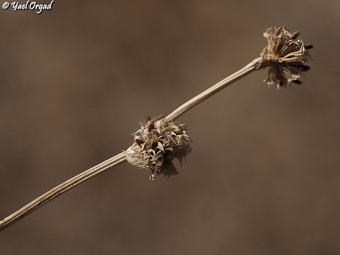 Trifolium glomeratum  Trifolium glomeratum