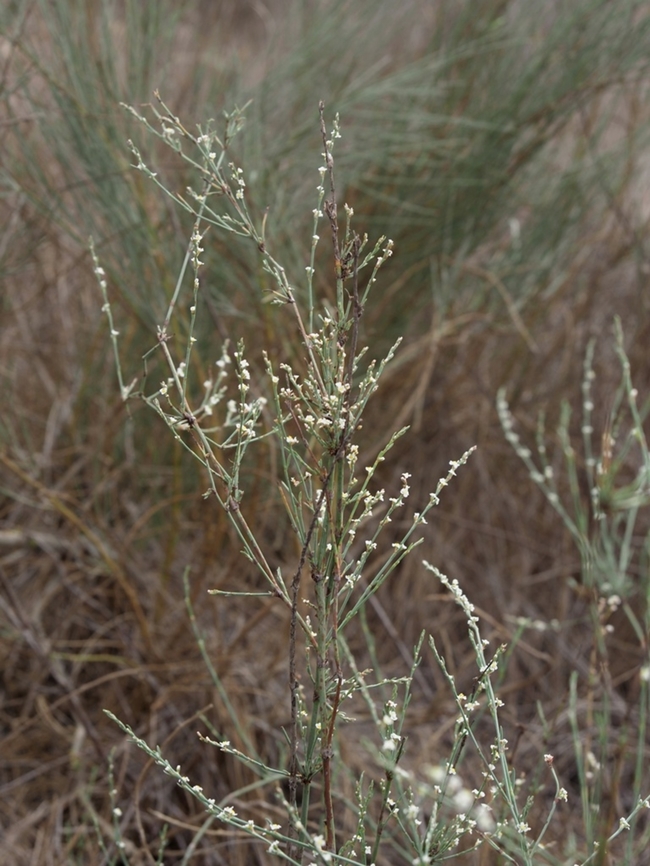 Polygonum palaestinum  Fall,Geotagged,Israel,Polygonum palaestinum