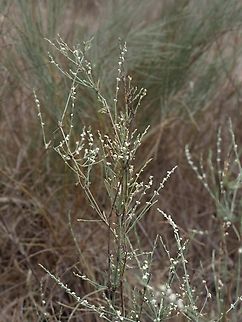 Polygonum palaestinum  Fall,Geotagged,Israel,Polygonum palaestinum