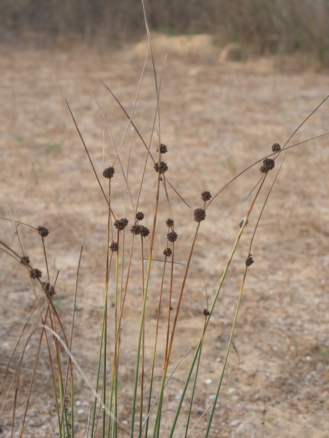Scirpoides holoschoenus  Fall,Geotagged,Israel,Round-headed Clubrush,Scirpoides holoschoenus
