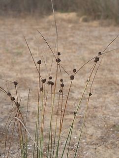 Scirpoides holoschoenus  Fall,Geotagged,Israel,Round-headed Clubrush,Scirpoides holoschoenus