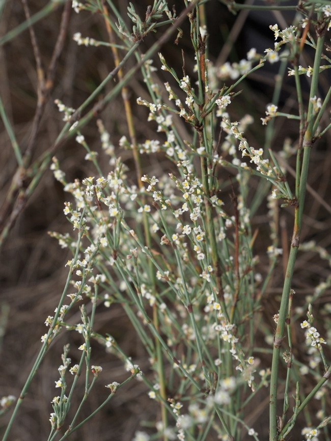 Polygonum palaestinum  Fall,Geotagged,Israel,Polygonum palaestinum