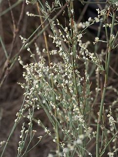 Polygonum palaestinum  Fall,Geotagged,Israel,Polygonum palaestinum
