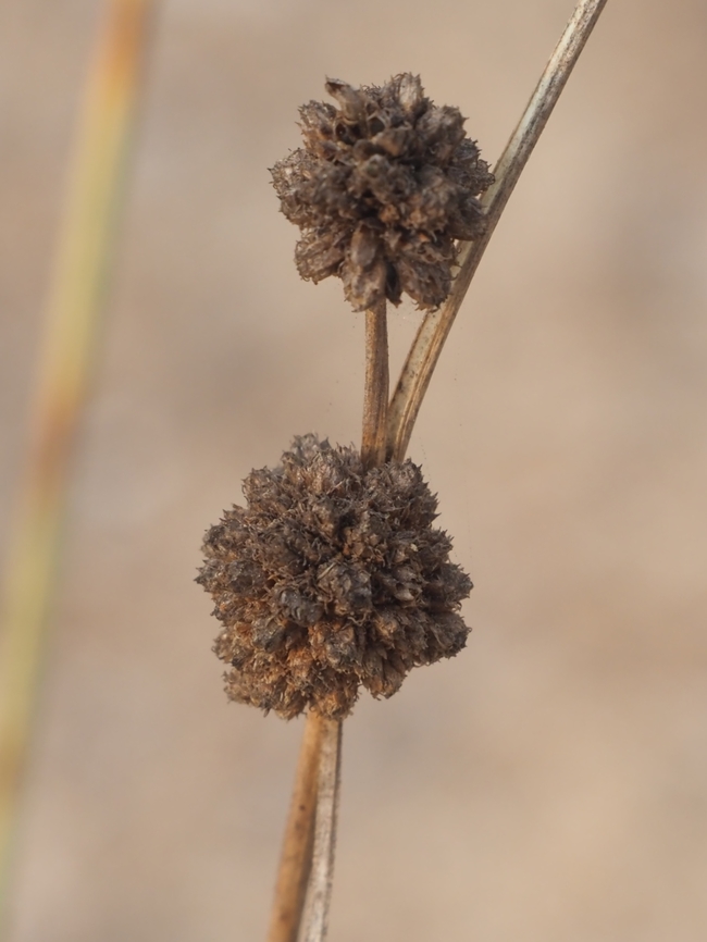 Scirpoides holoschoenus  Fall,Geotagged,Israel,Round-headed Clubrush,Scirpoides holoschoenus