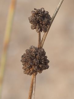 Scirpoides holoschoenus  Fall,Geotagged,Israel,Round-headed Clubrush,Scirpoides holoschoenus