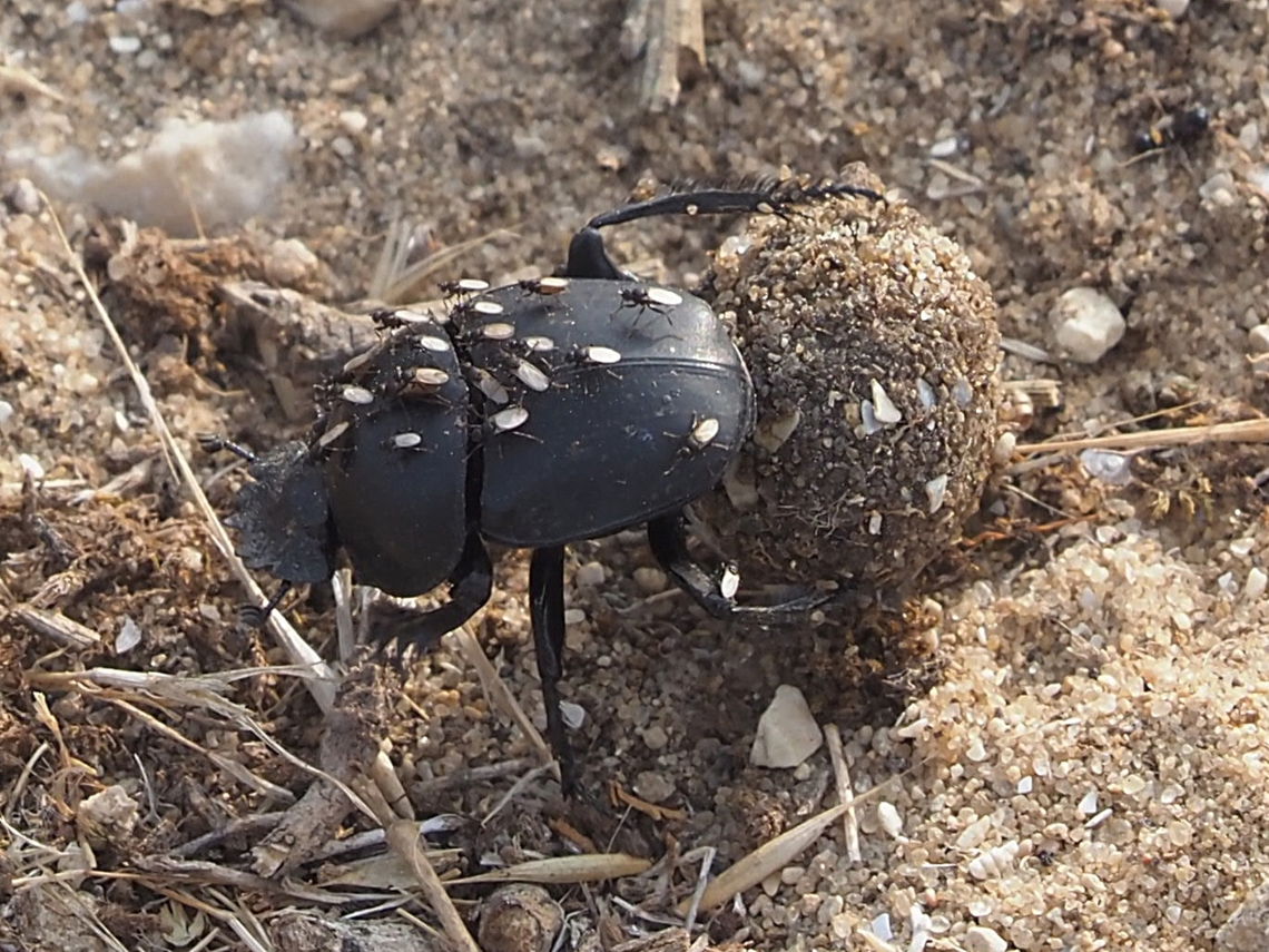Dune scarab beetle pushing dung ball Dune scarab beetle - Scarabaeus semipunctatus <br />
covered with Milichiidae - Freeloader flies Dune Scarab,Fall,Geotagged,Israel,Scarabaeus semipunctatus