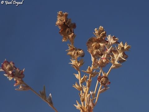 Caroxylon boissieri  Caroxylon boissieri