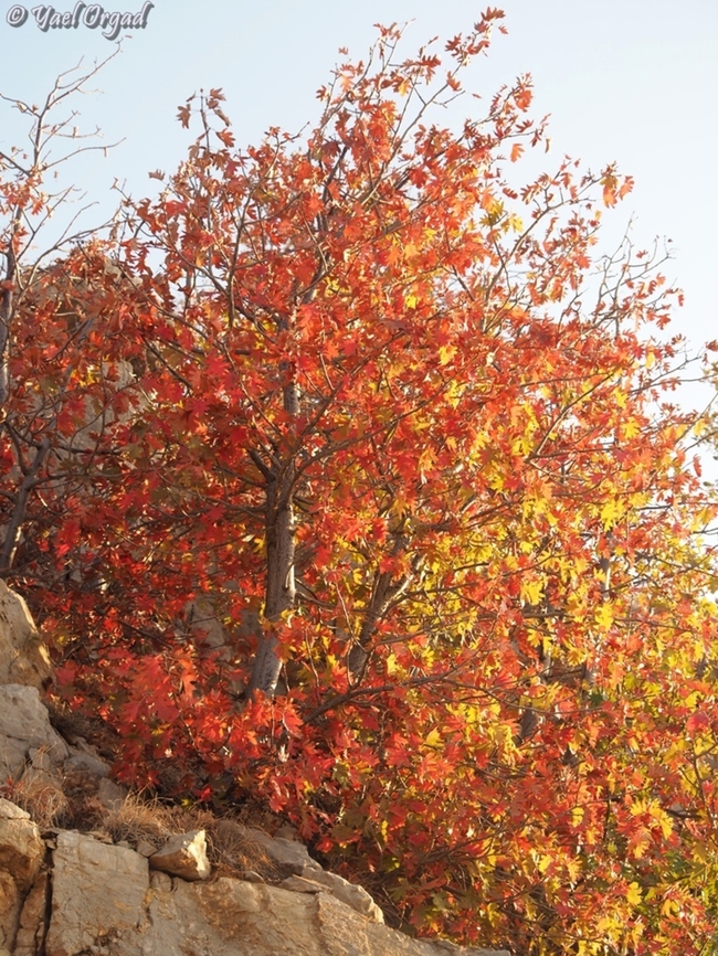 Sorbus torminalis  Fall,Geotagged,Sorbus torminalis,Wild service tree