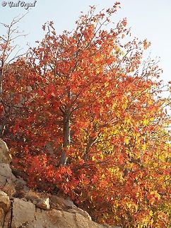 Sorbus torminalis  Fall,Geotagged,Sorbus torminalis,Wild service tree