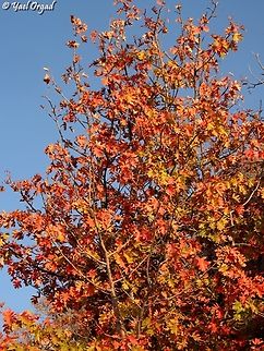 Sorbus torminalis  Fall,Geotagged,Sorbus torminalis,Torminalis glaberrima,Wild service tree
