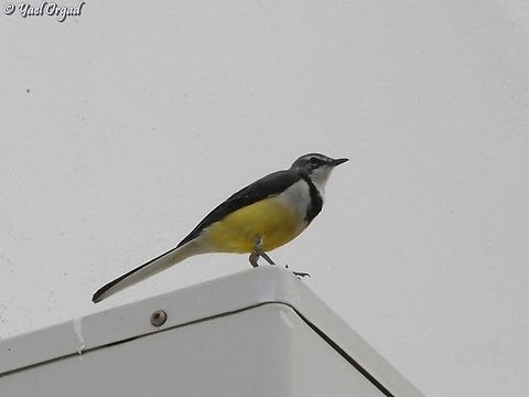 Motacilla flaviventris  Geotagged,Madagascan wagtail,Madagascar,Motacilla flaviventris,Spring
