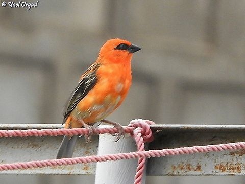 Red Fody  Foudia madagascariensis,Geotagged,Madagascar,Red Fody,Spring