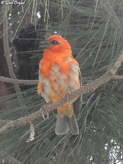 Red Fody  Foudia madagascariensis,Geotagged,Madagascar,Red Fody,Spring