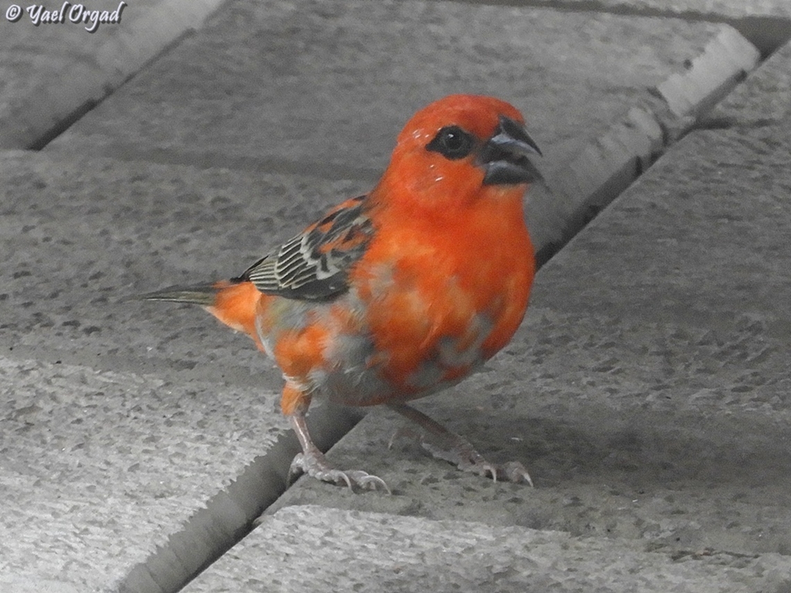 Foudia madagascariensis  Foudia madagascariensis,Geotagged,Madagascar,Red Fody,Spring