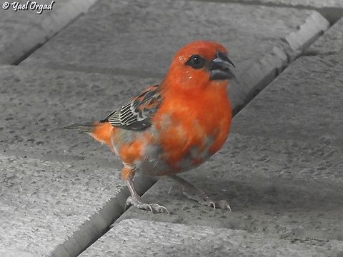 Foudia madagascariensis  Foudia madagascariensis,Geotagged,Madagascar,Red Fody,Spring