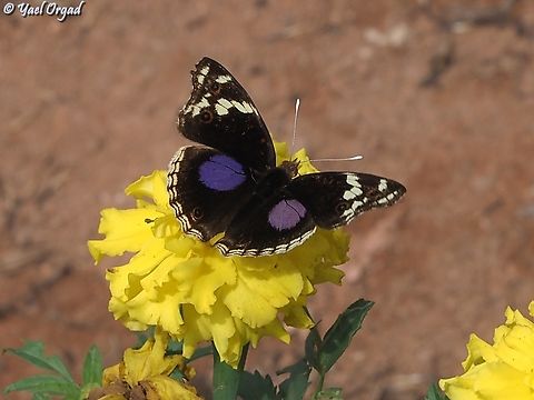 Junonia oenone - Blue-spot Pansy  Geotagged,Junonia oenone,Madagascar,Spring