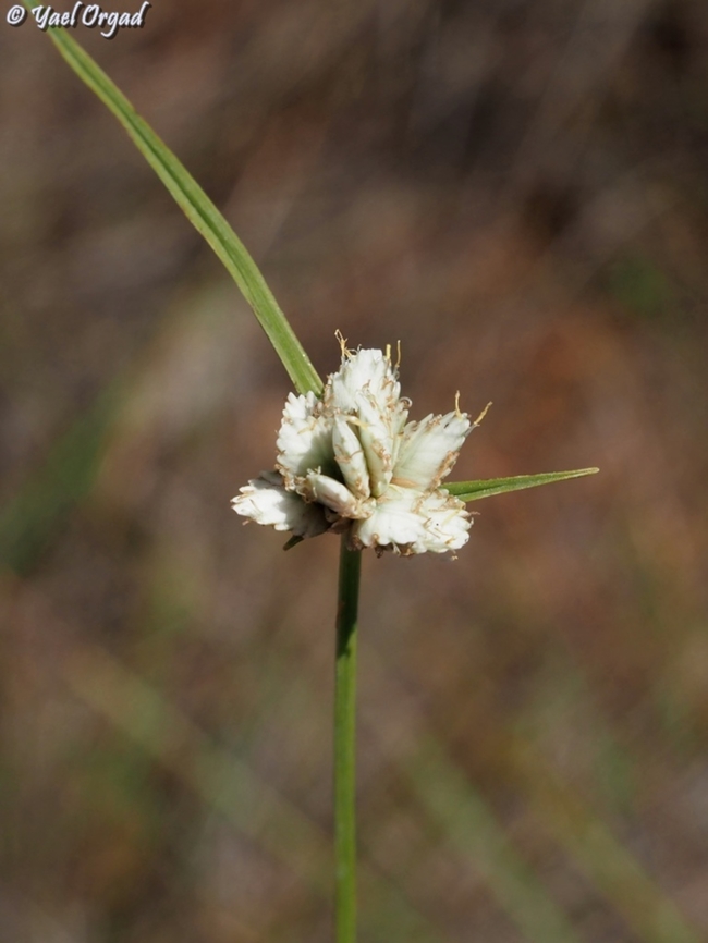 Cyperus niveus  Cyperus niveus,Geotagged,Madagascar,Spring