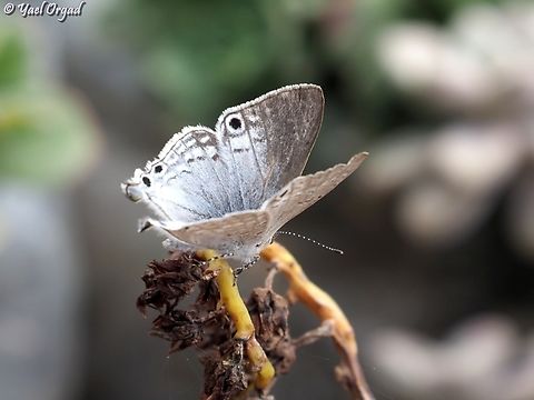 Leptomyrina phidias - Madagascar Black-Eye  Geotagged,Leptomyrina phidias,Madagascar,Spring