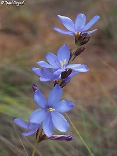 Aristea madagascariensis beautiful geophyte, endemic to Madagascar. Aristea madagascariensis,Geotagged,Madagascar,Spring